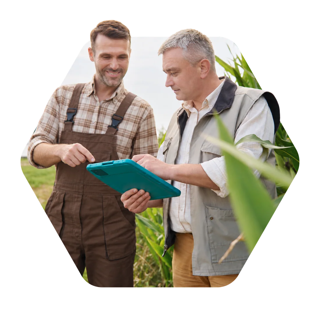 Dois cooperados do agro conferindo informações em um tablet no campo